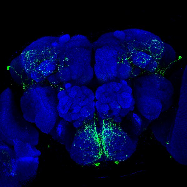 Brp Antibody (nc82) - DSHB